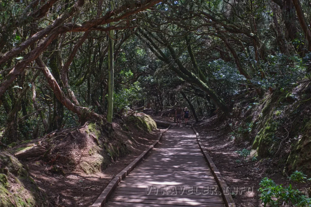 Forêt ancienne d'Anaga - Tenerife