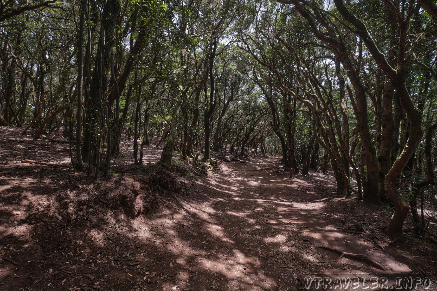 Klima im Norden von Teneriffa - Monteverde-Wald