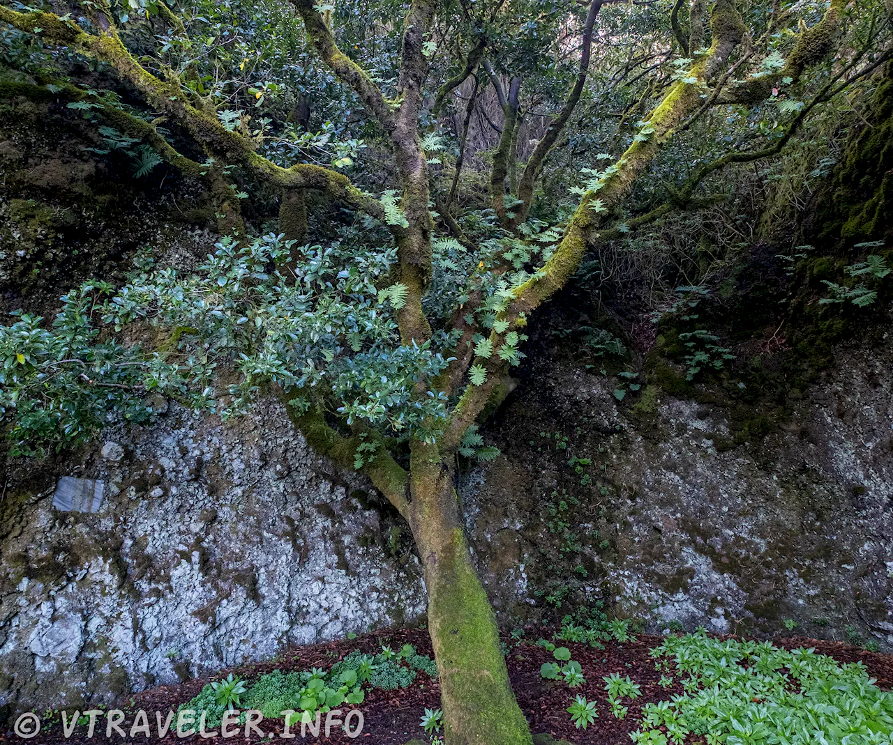 Garoé - arbre sacré