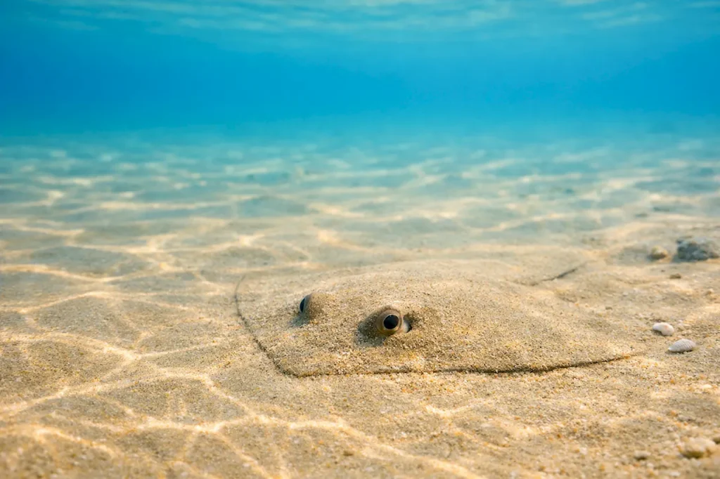 Скат зарывается в песок на мелководье Тенерифе, видны только глаза — мирное поведение