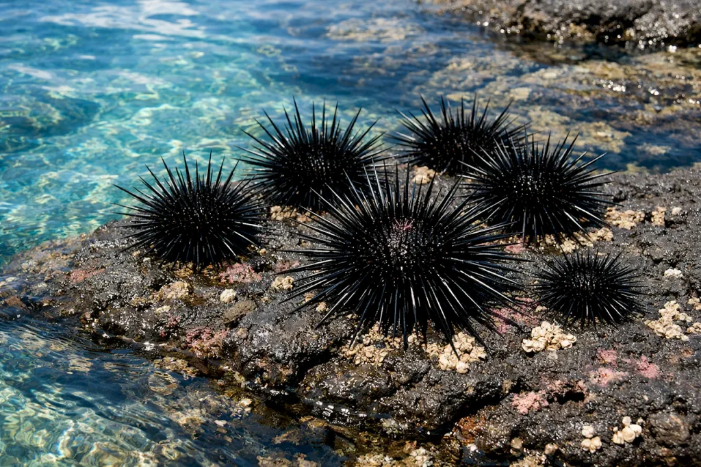 Чёрные морские ежи с длинными иглами на вулканических камнях северного побережья Тенерифе